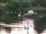 swans-giant-egg-christianshavns-vold.jpg